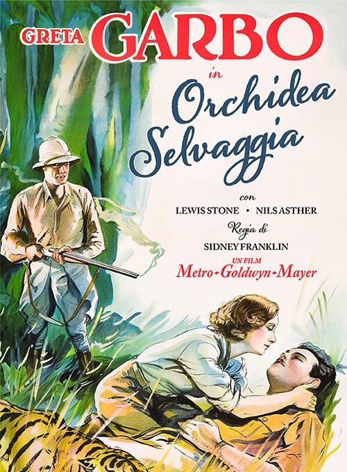 Orchidea selvaggia