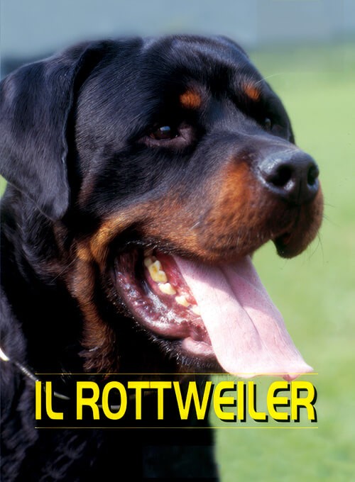 locandina Rottweiler