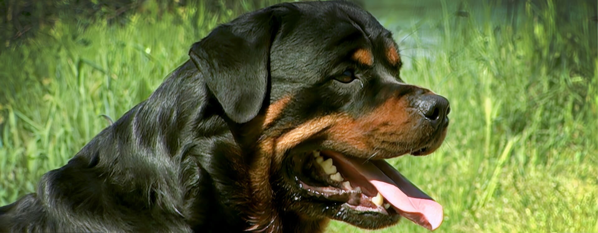 Rottweiler