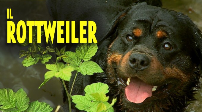 locandina Rottweiler