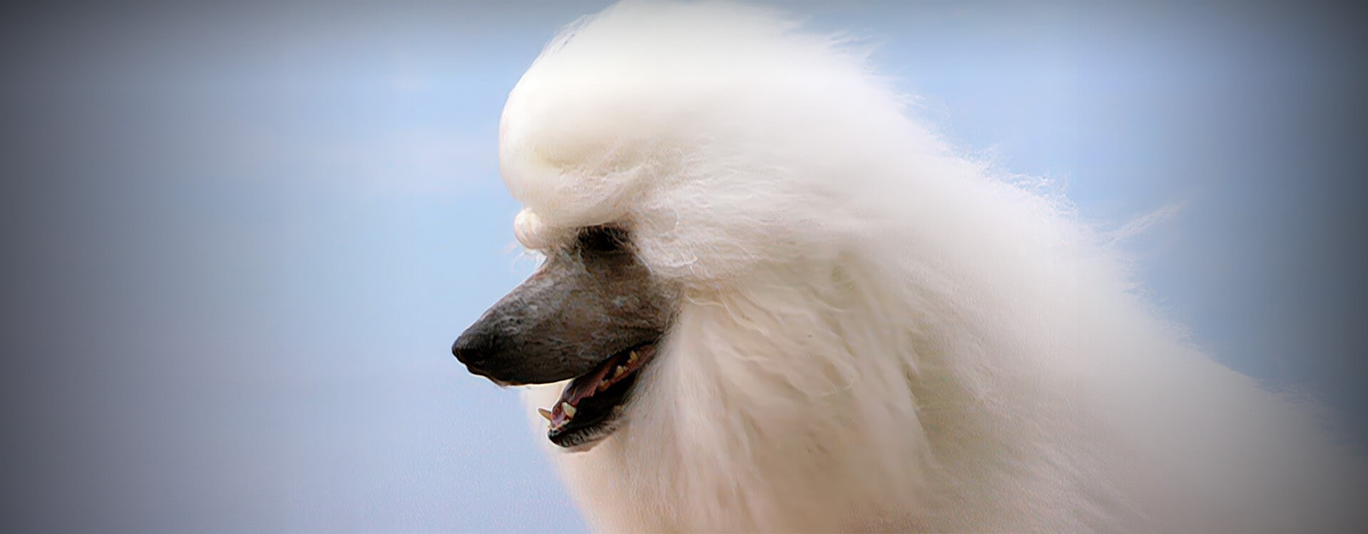 Barbone