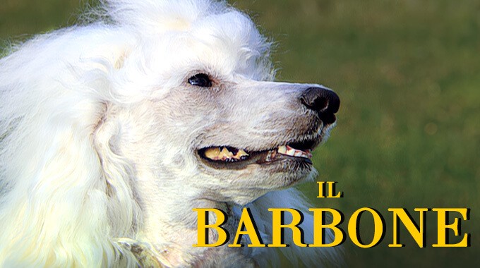 locandina Barbone