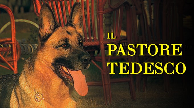 locandina Pastore Tedesco