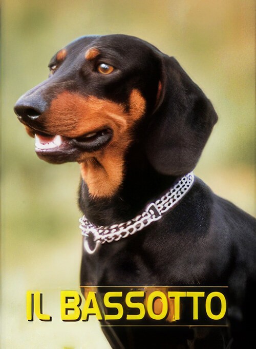 locandina Bassotto