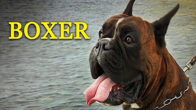 locandina Boxer