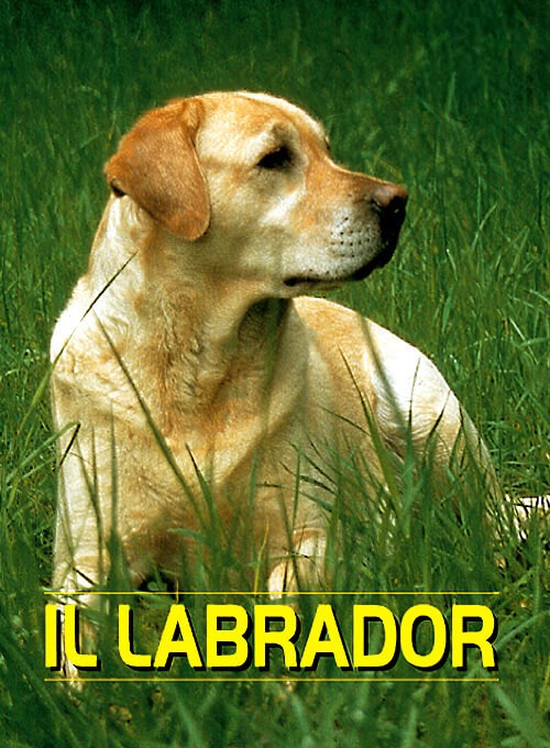 Labrador
