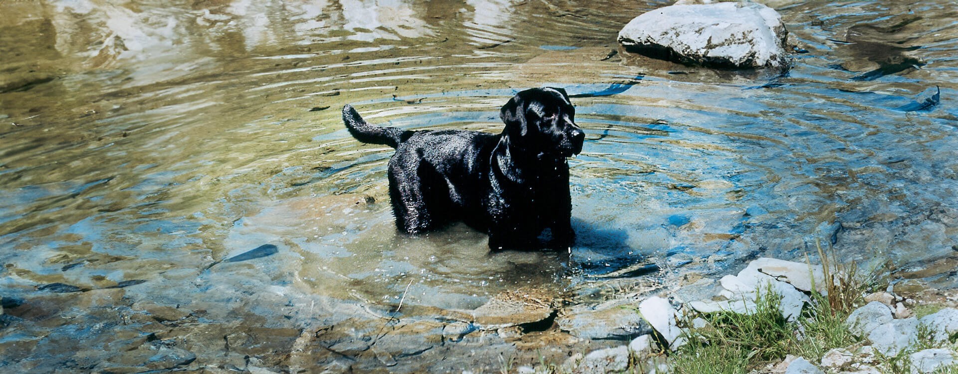 Labrador