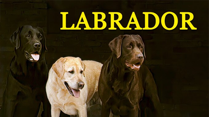 locandina Labrador