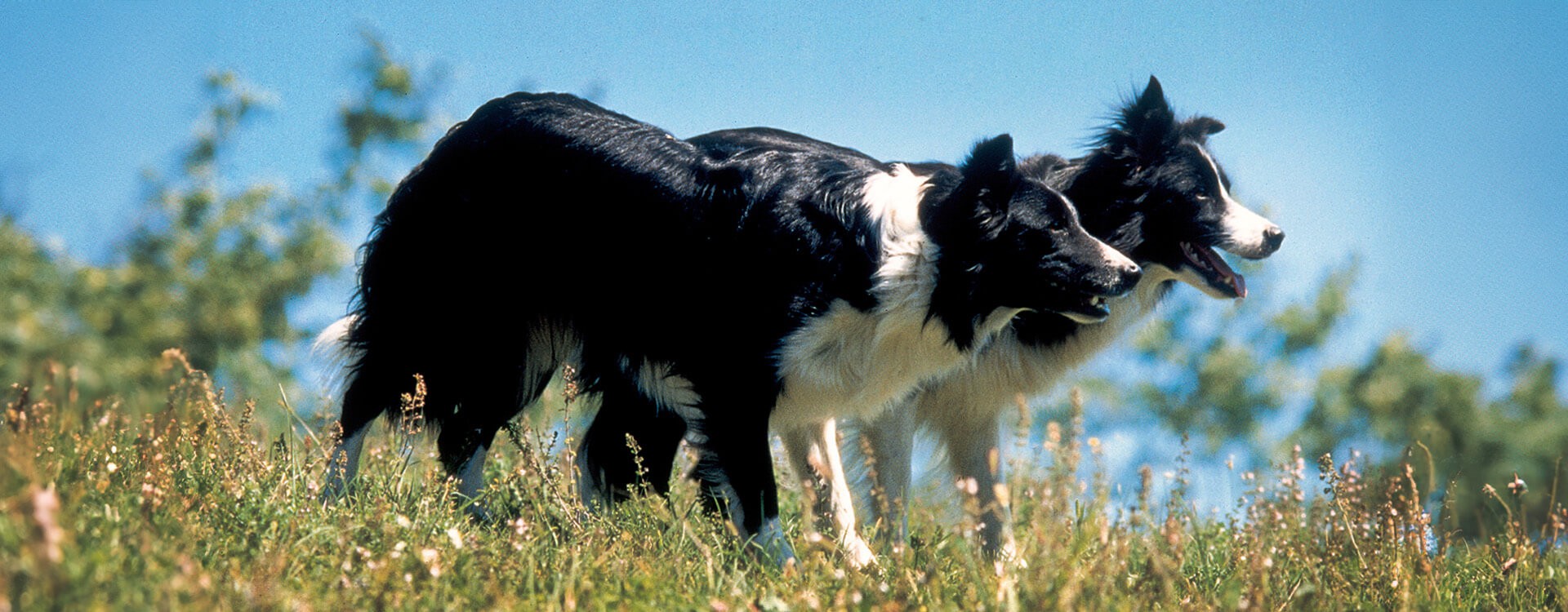 Border Collie