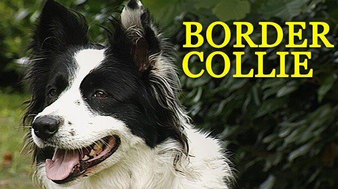 locandina Border Collie