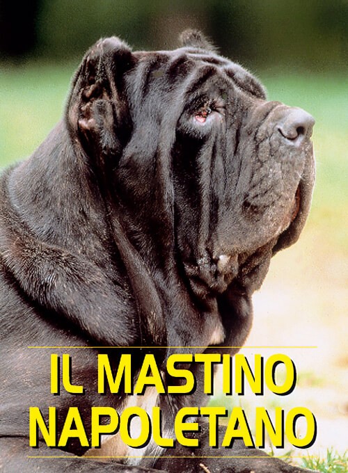 Mastino Napoletano