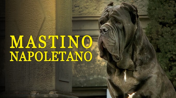 locandina Mastino Napoletano