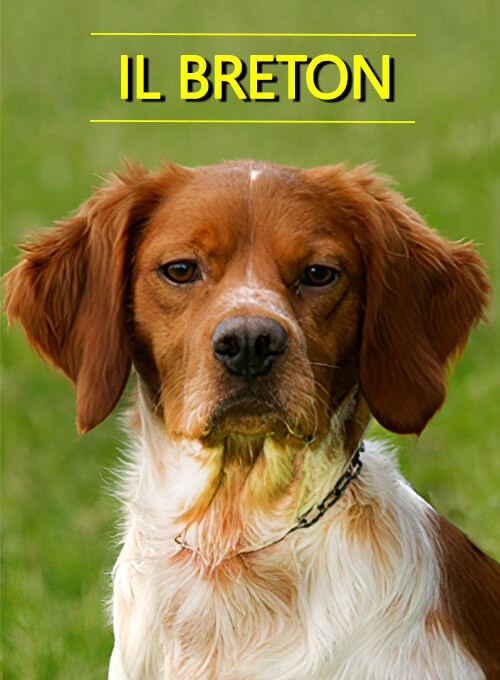 locandina Breton