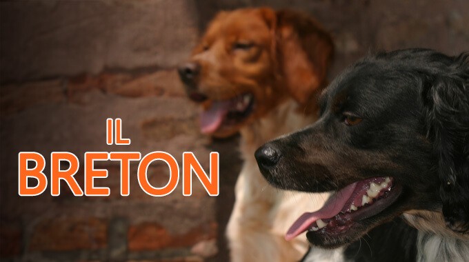 locandina Breton