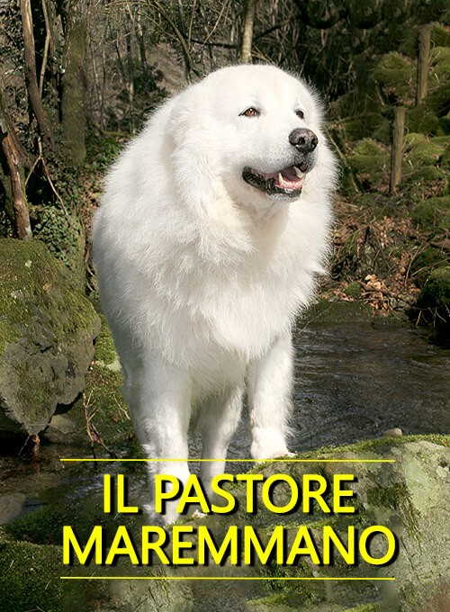 locandina Pastore Maremmano