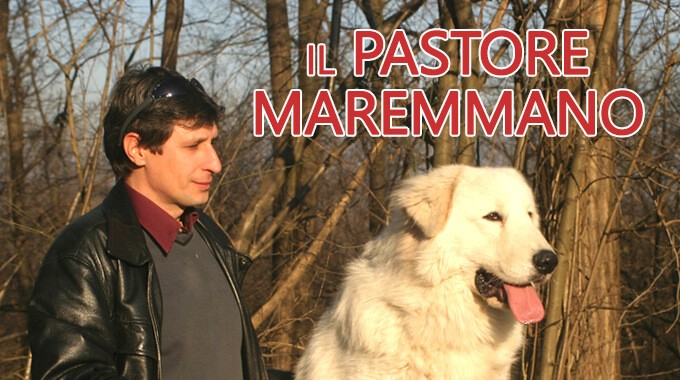 locandina Pastore Maremmano
