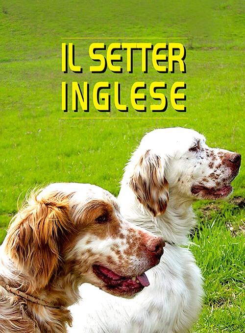 locandina Setter Inglese