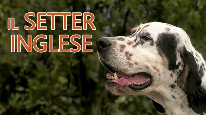 locandina Setter Inglese