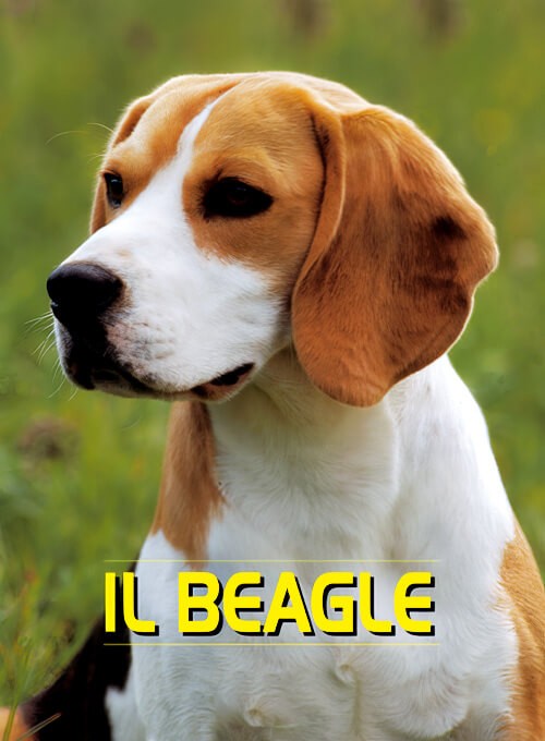 Beagle