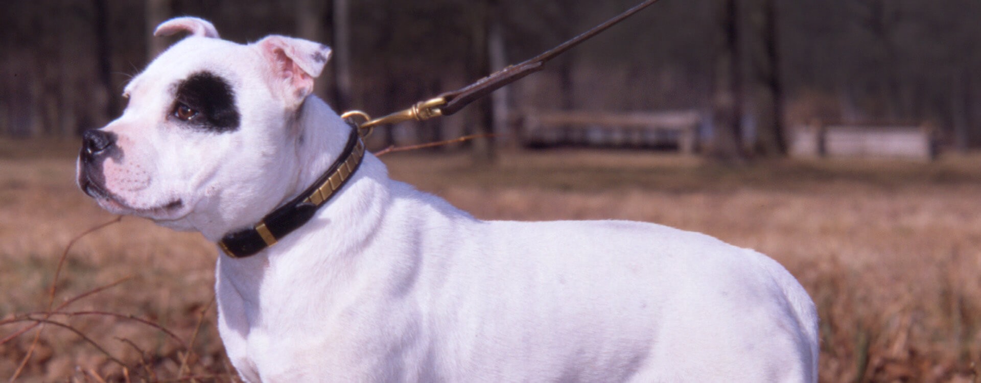 Terrier di tipo Bull