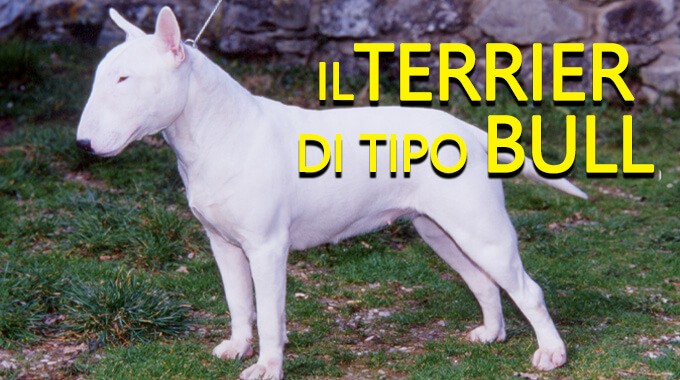 locandina Terrier di tipo Bull