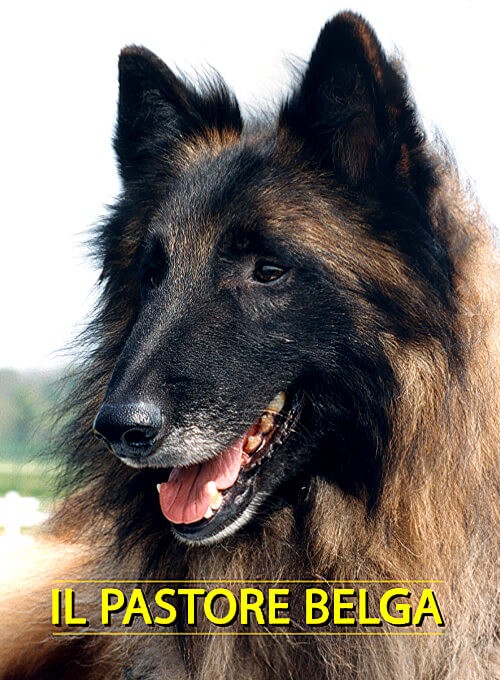 locandina Pastore Belga