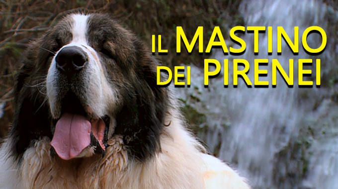 locandina Mastino dei Pirenei