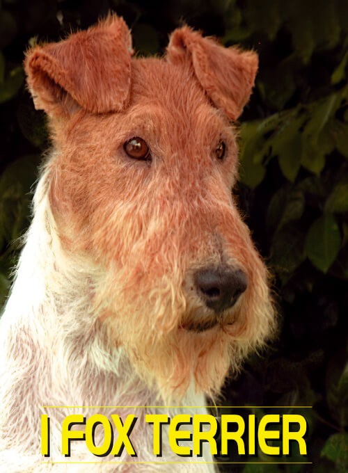 Fox Terrier