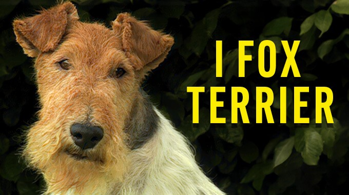 locandina Fox Terrier