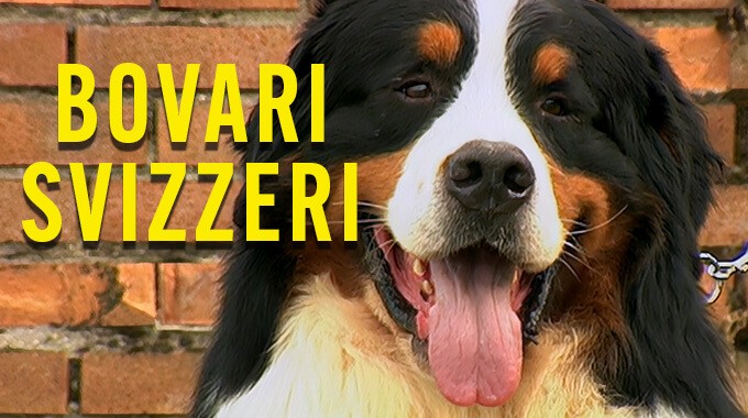 locandina Bovari Svizzeri