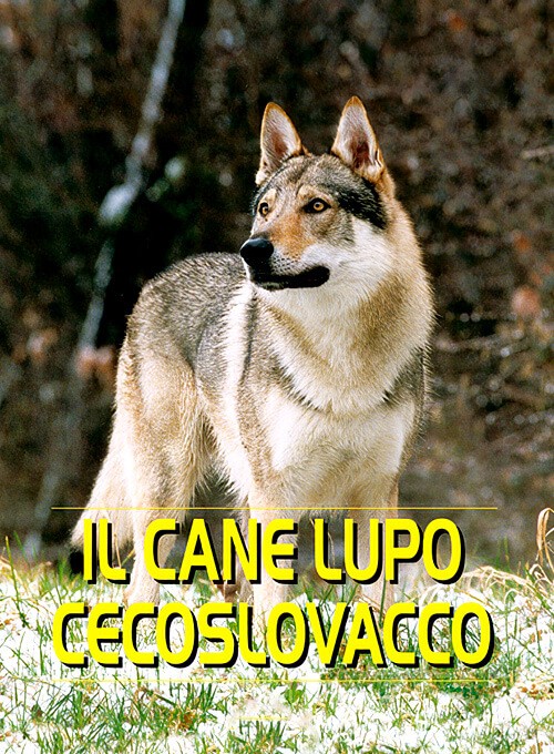 Cane Lupo Cecoslovacco