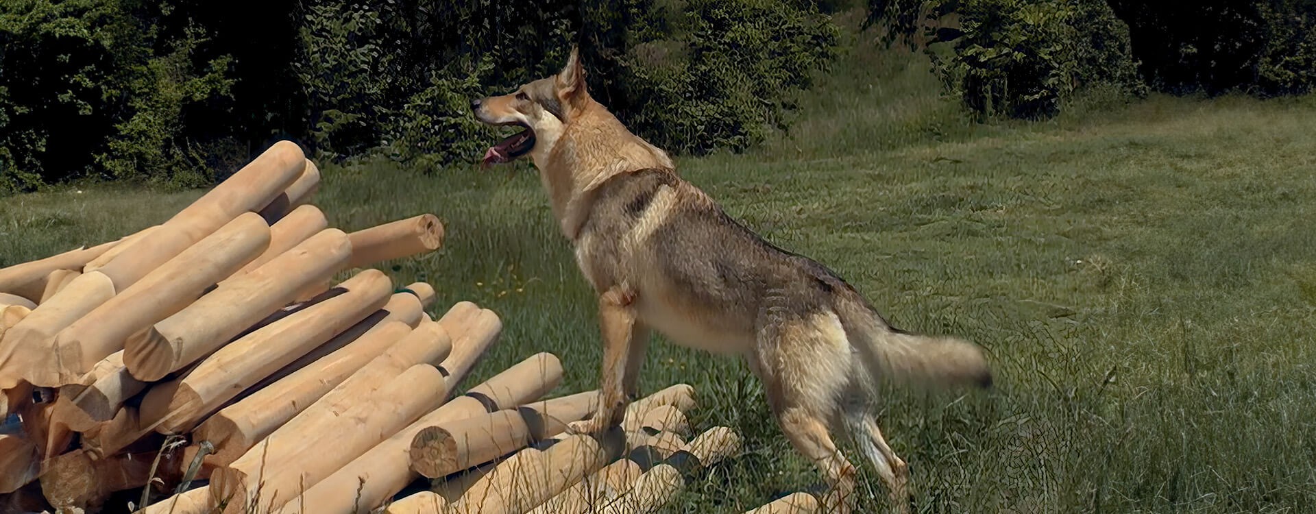 Cane Lupo Cecoslovacco