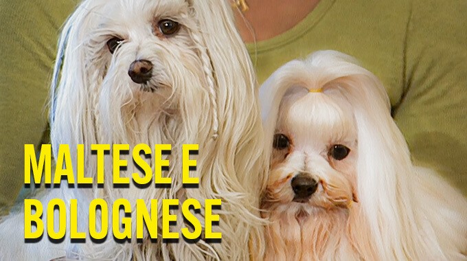 locandina Maltese Bolognese