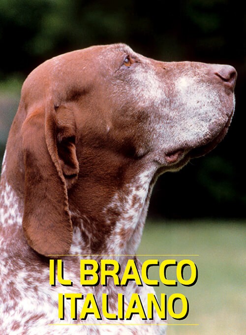 Bracco Italiano