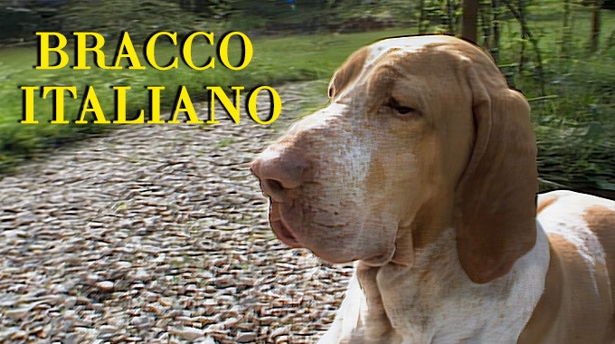 locandina Bracco Italiano