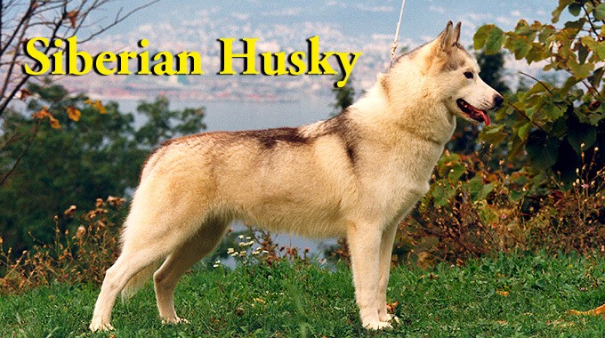 locandina Siberian Husky