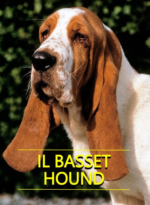 Basset hound cover