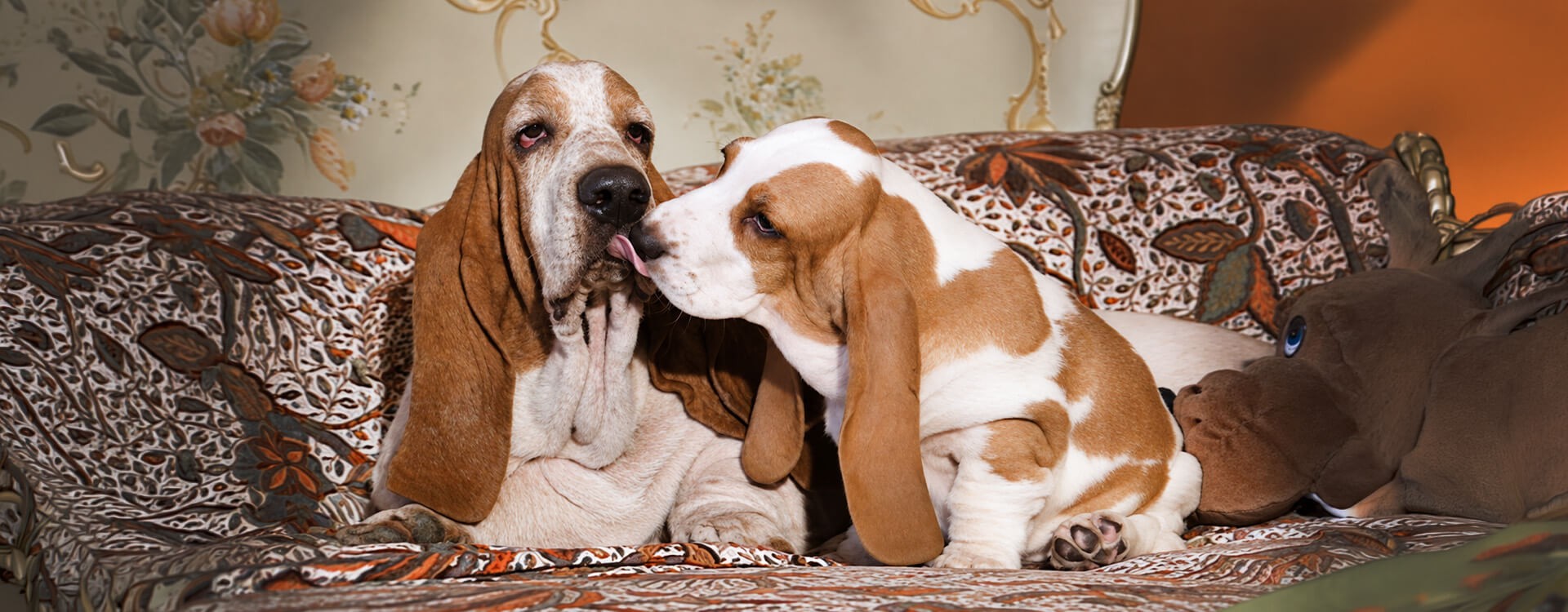 Basset hound