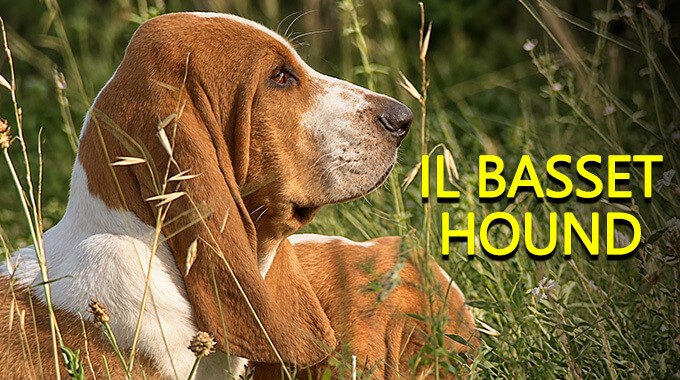 locandina Basset hound