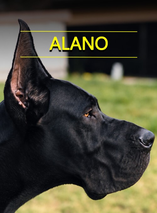 Alano cover