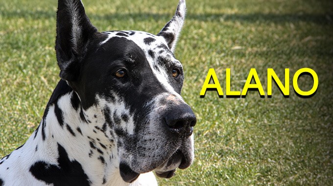 locandina Alano