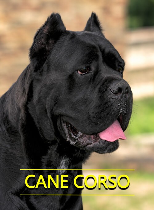 Cane corso cover
