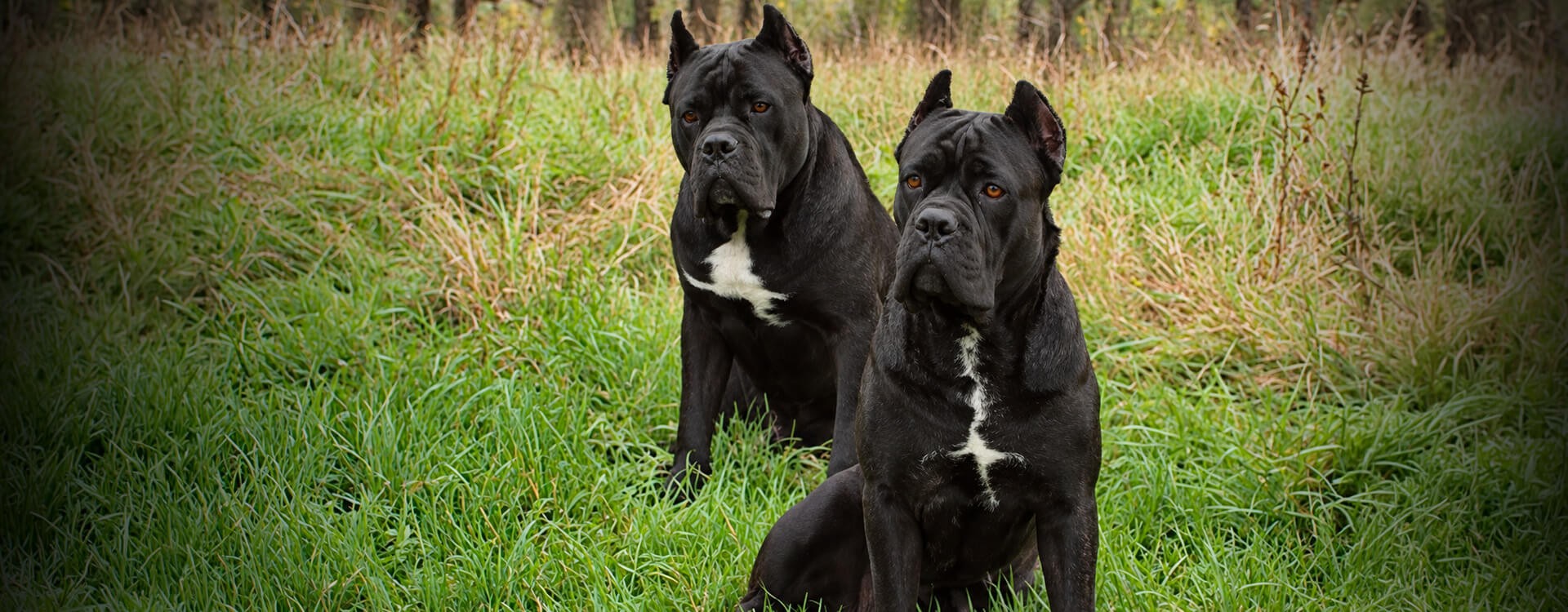 Cane corso