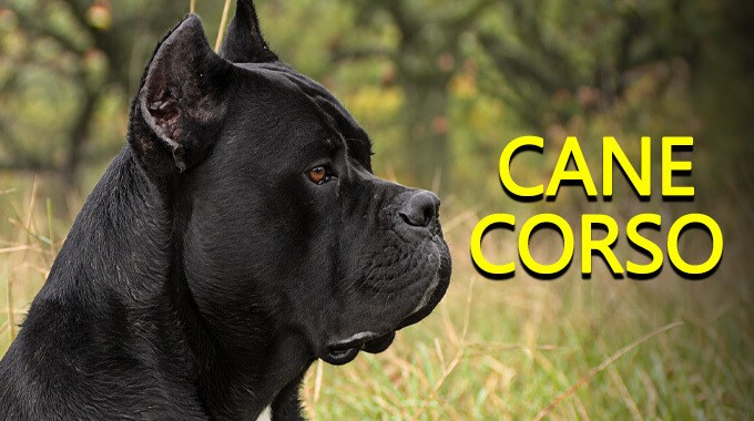 locandina Cane corso