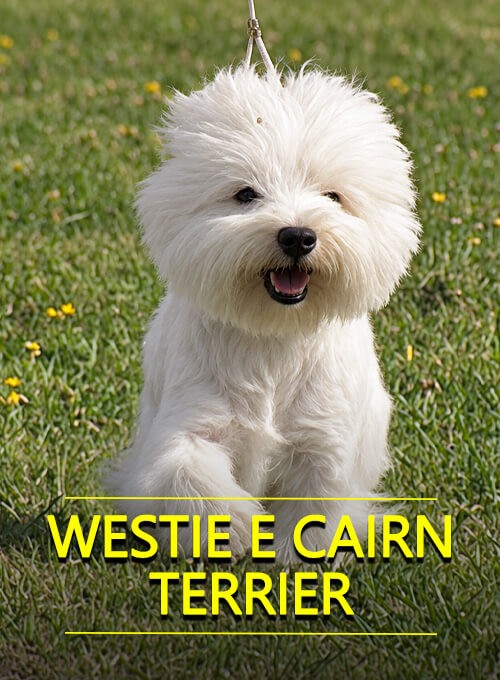 Westie e Cairn Terrier cover