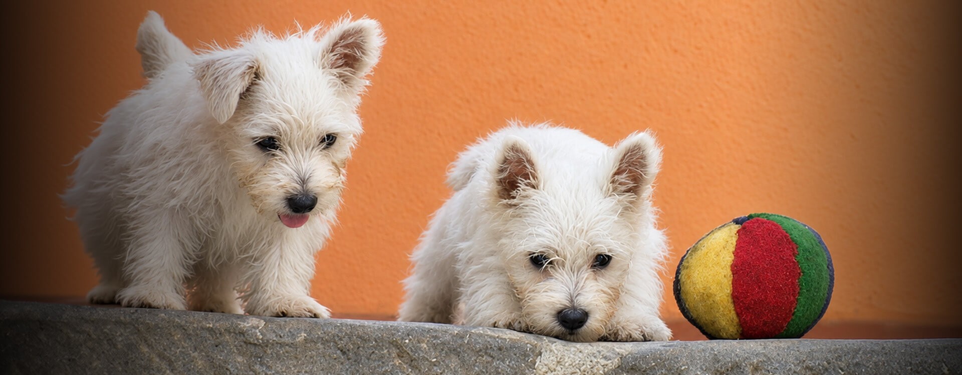 Westie e Cairn Terrier