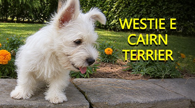 locandina Westie e Cairn Terrier